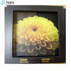 AR Coated Glass/AR Glass(AR-TP) 
