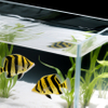 Aquarium Glass
