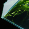 Aquarium Glass